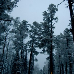superiorforest superiorforest