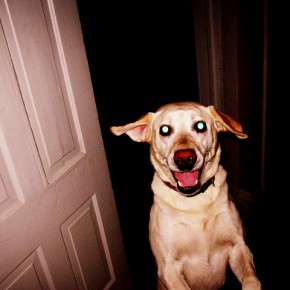 crazydog