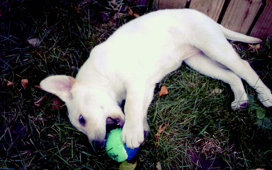 baby Lucifer when she was wee