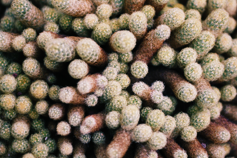 garfield park conservatory patterns cacti