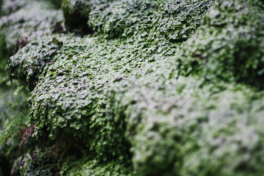 garfield park conservatory patterns marchantia