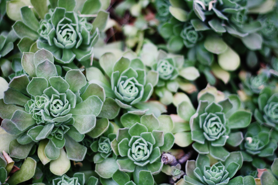 garfield park conservatory patterns rosette
