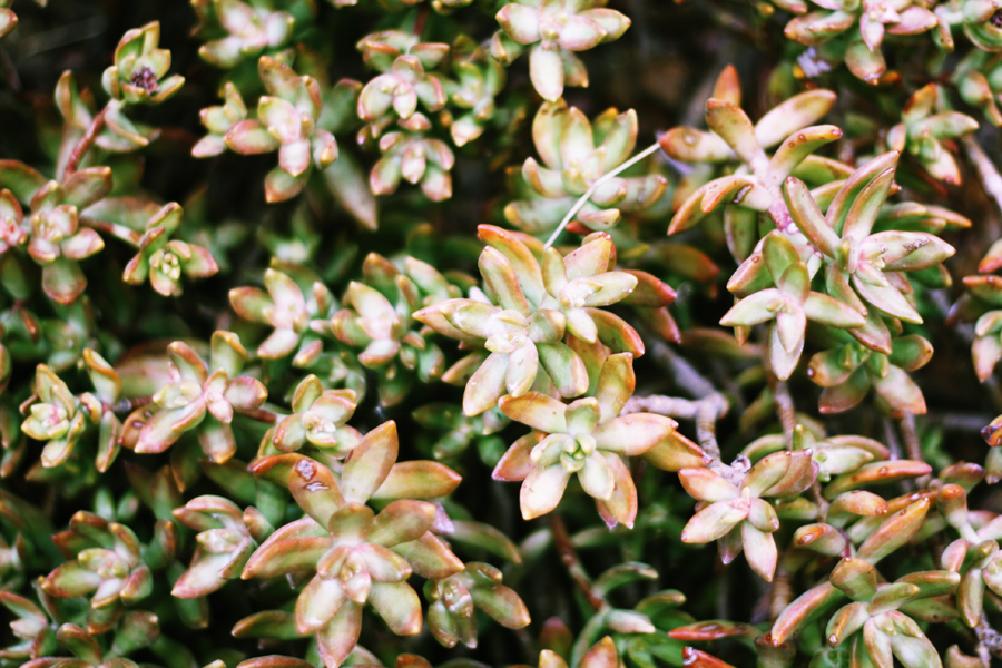 garfield park conservatory patterns succulents