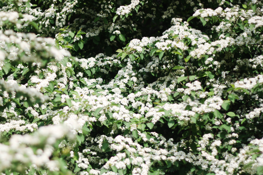 garfield park conservatory patterns viburnum trilobum cranberrybush