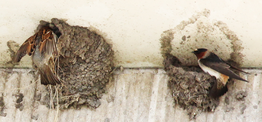 house sparrow and cliff swallow in their nests