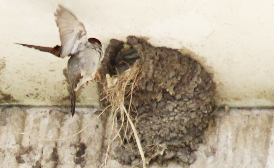 House sparrow swooping in