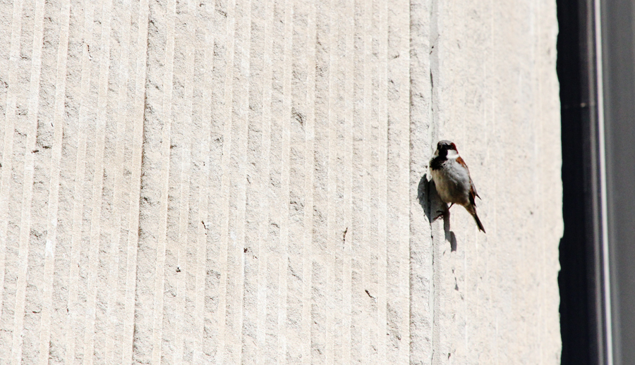 Another house sparrow waiting to swoop in