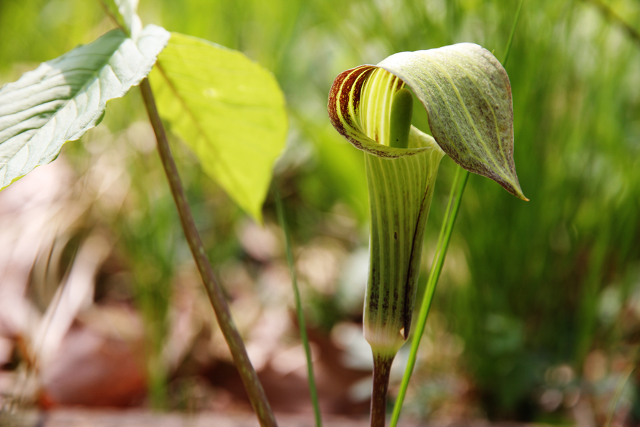 jack-in-the-pulpit-arisaema-triphyllum