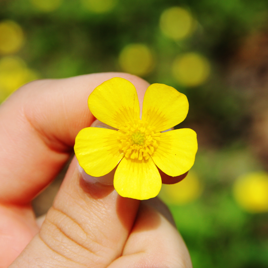 swamp-buttercup-ranunculus-hispidus