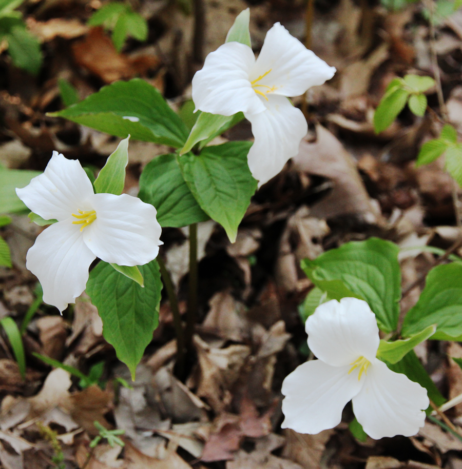 three-trillium-grandiflora
