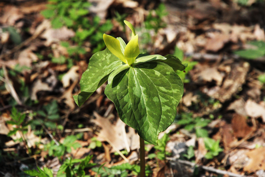 unknown-trillium
