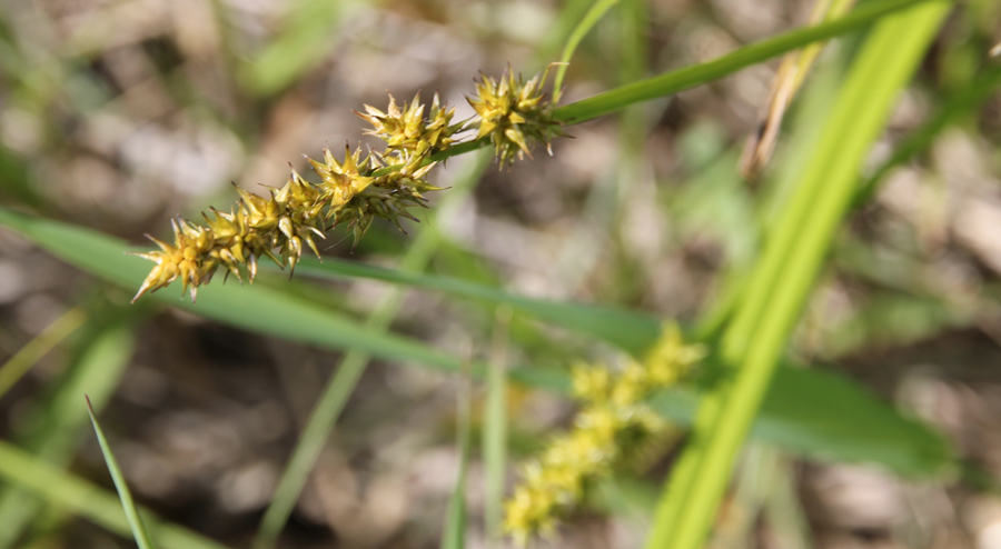 unknown Carex species at Nippersink