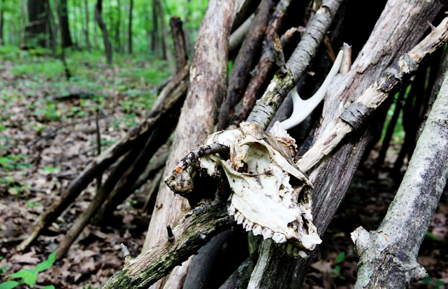 2-point deer skull single one antler on teepee