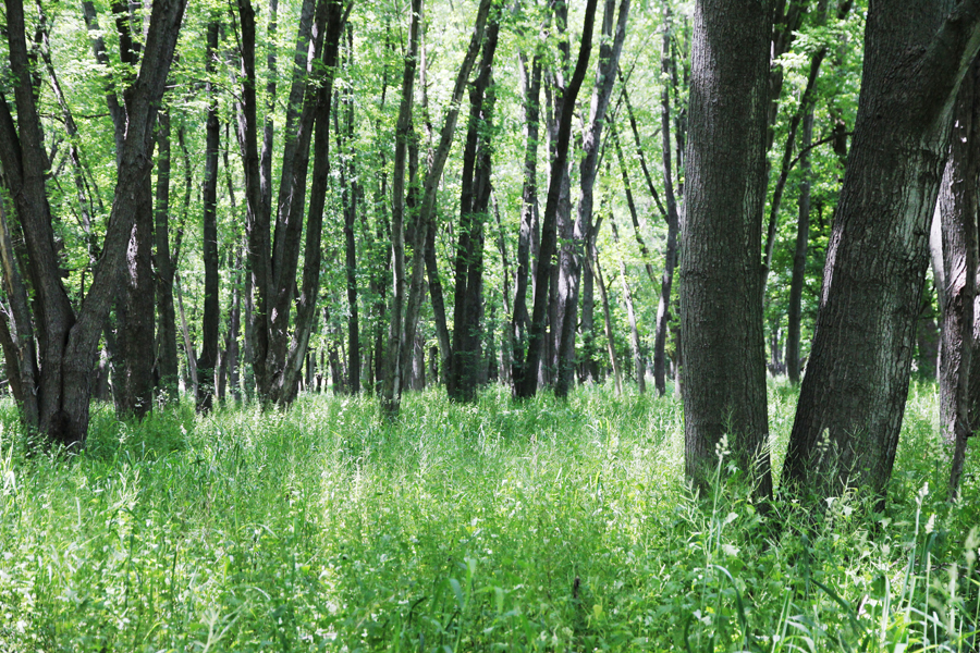 Nippersink woodland
