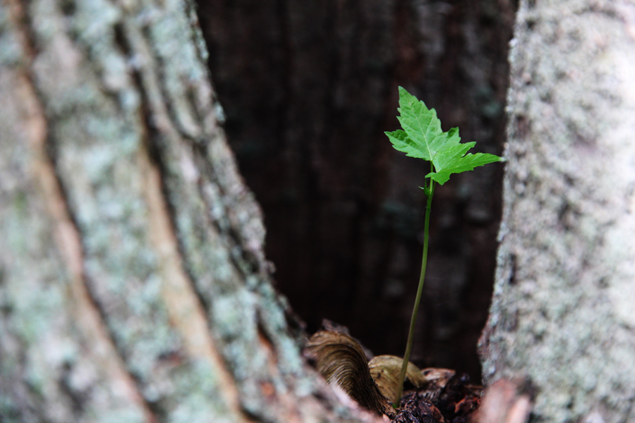 sugar maple Acer saccharum wee baby leaves
