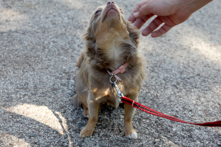 chihuahua with the cutest little nose