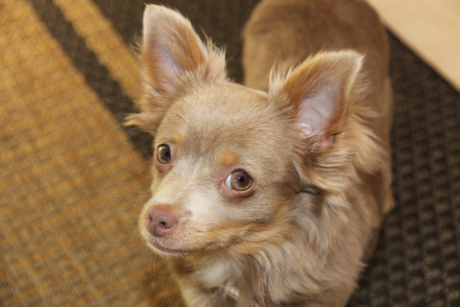 bella the brownish greyish long-haired chihuahua