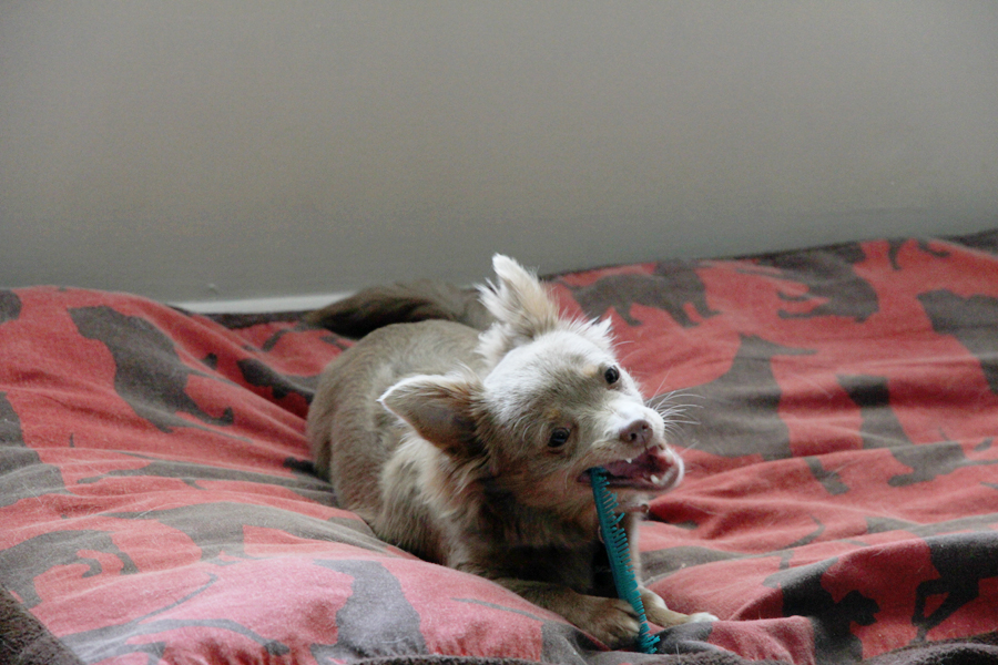 chihuahua chewing on a blue comb