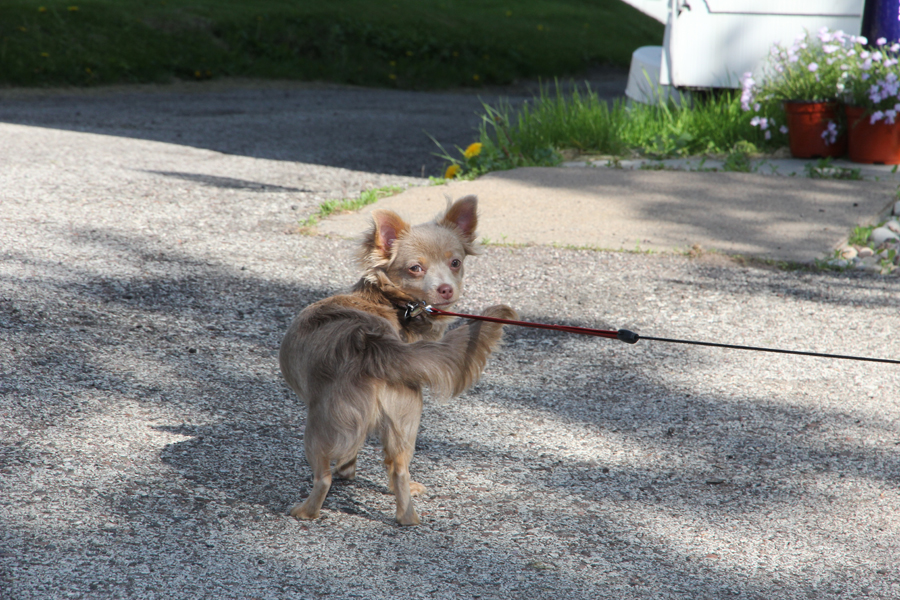 a really cute chihuahua on a red retractable leash