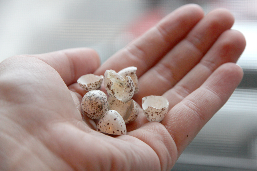 cliff swallow eggs shells brown spotted broken cliff swallow eggs shells brown spotted broken