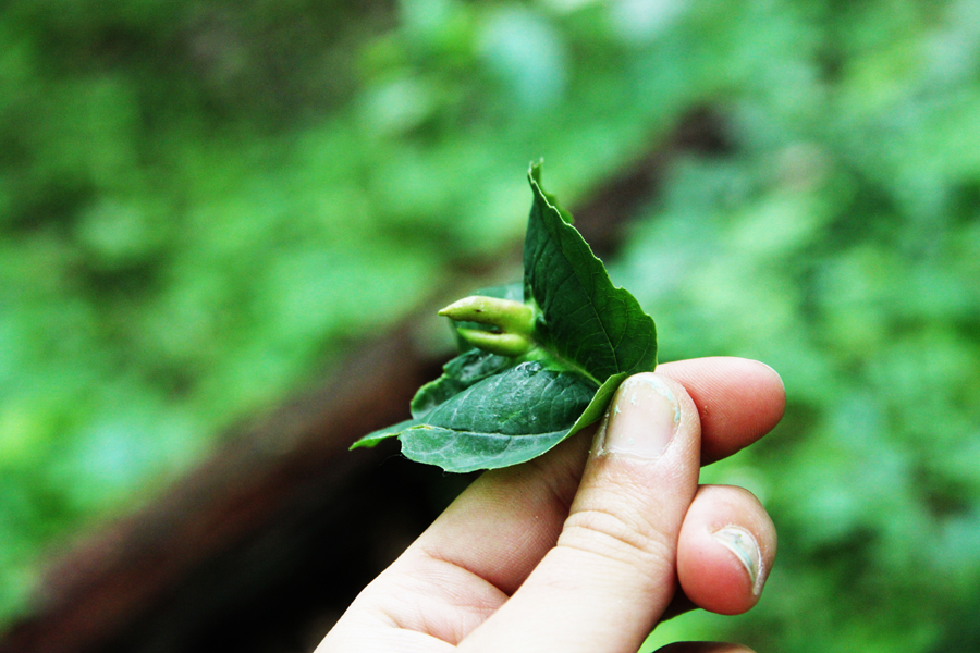 Hawthorn Crataegus species with fly gall flies beak shape shaped