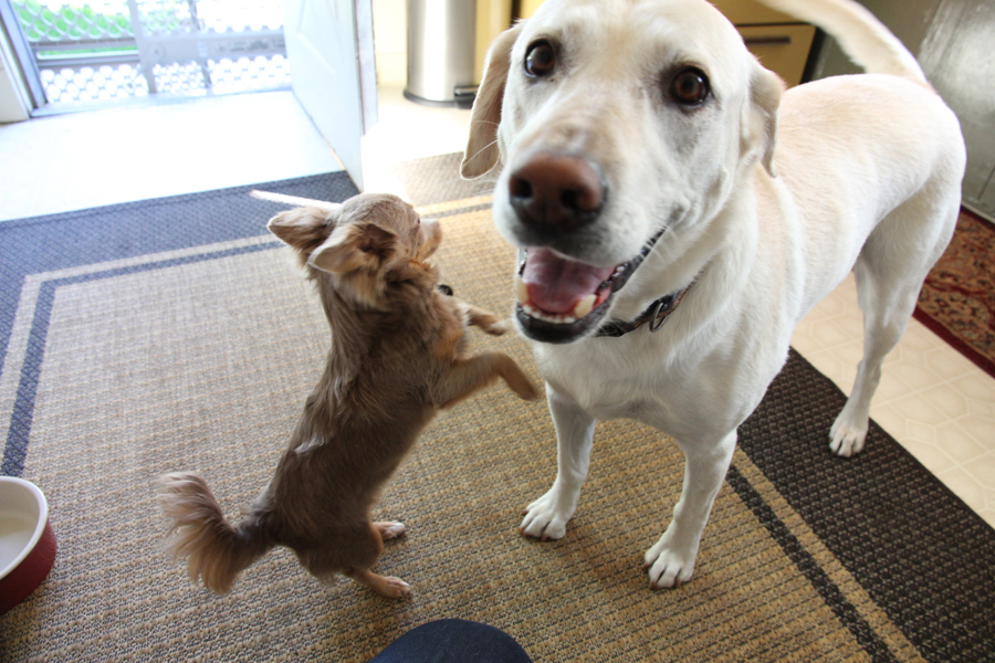 lucy and bella