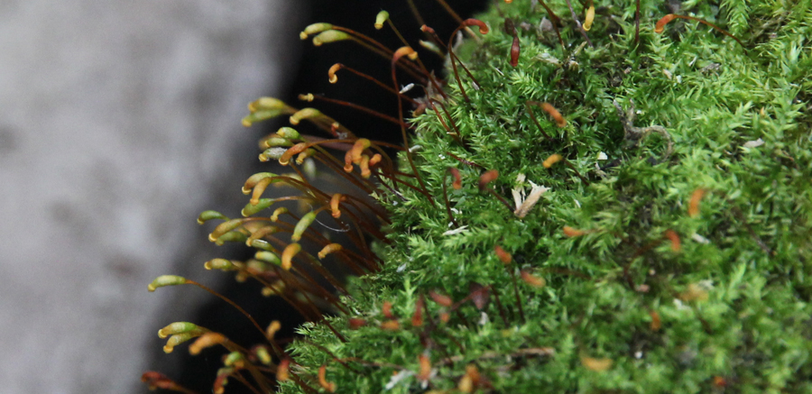 moss sporophytes