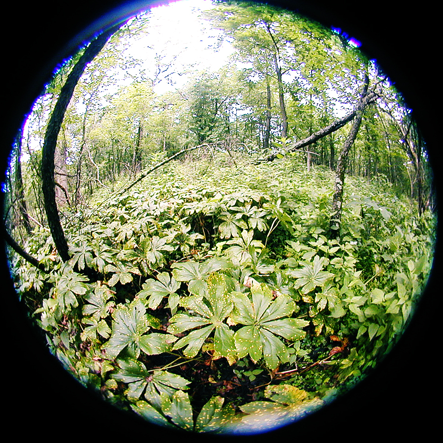 Podophyllum peltatum mayapple carpet forest floor leaf spots fisheye lens Podophyllum peltatum mayapple carpet forest floor leaf spots fisheye lens