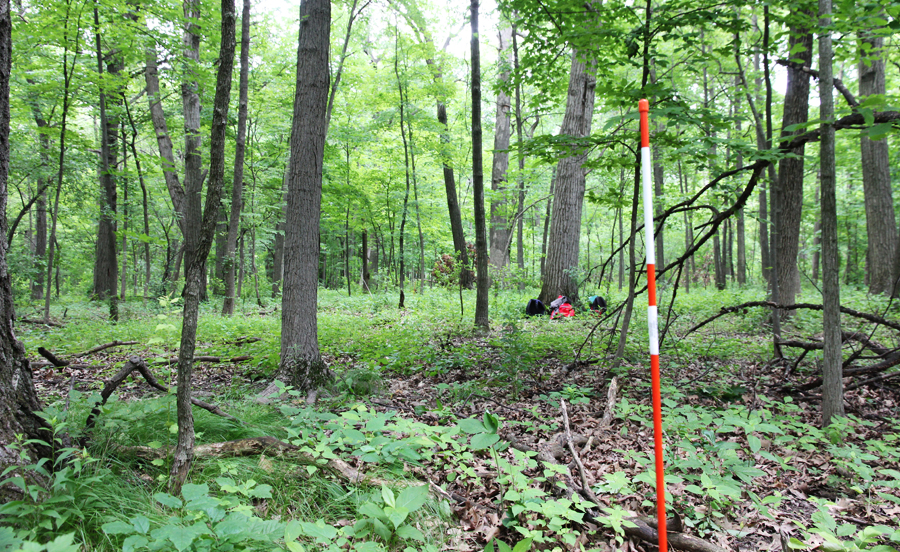 ecological plot research stake in woods
