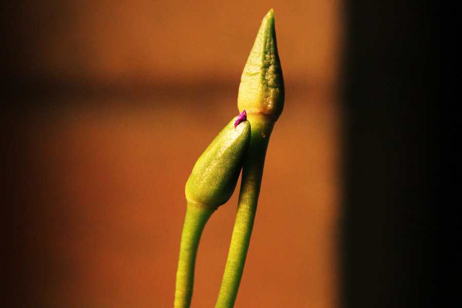 succulent about to flower purple