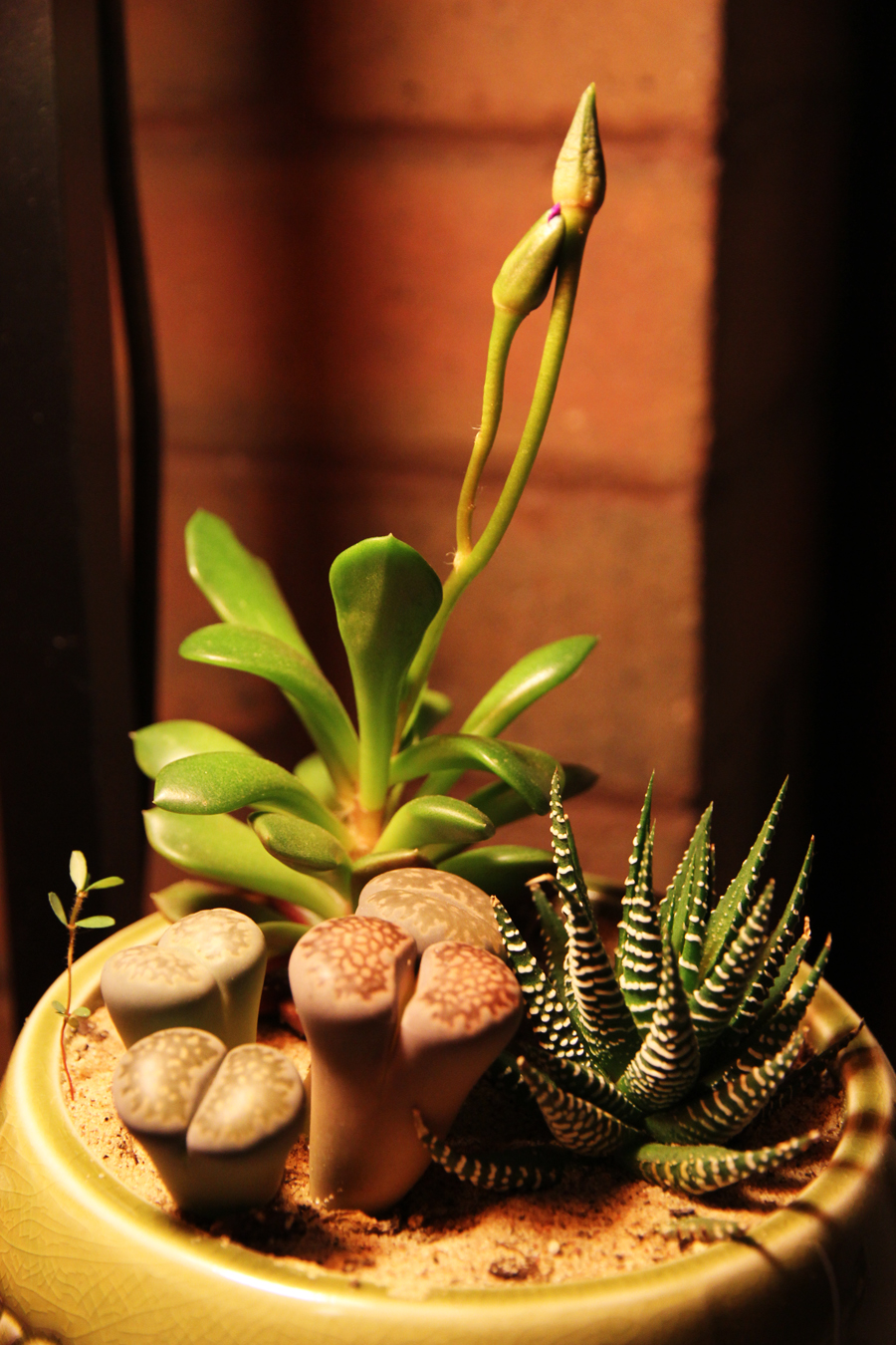 three succulents and a little weed in a green pot indoors
