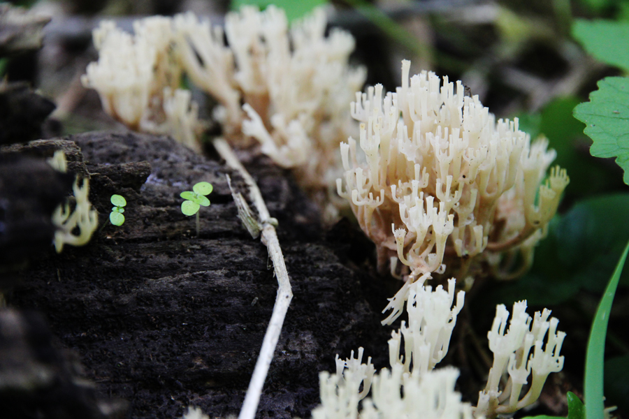 white fungus on a log