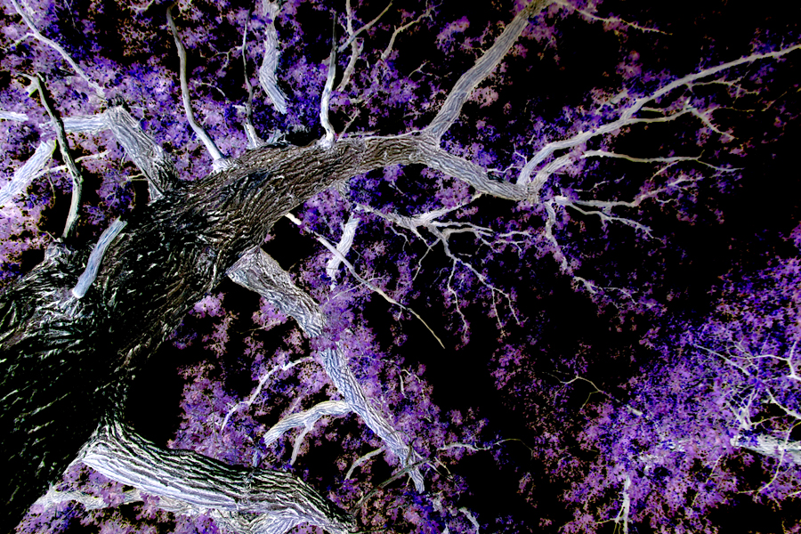 inverted scary lightning bolt burr oak in Illinois