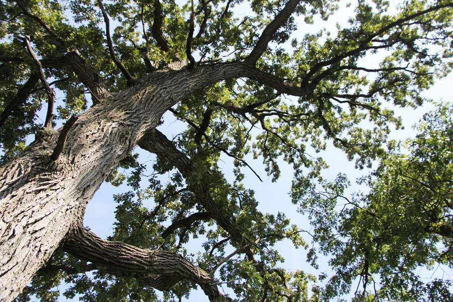 burr oak in Illinois
