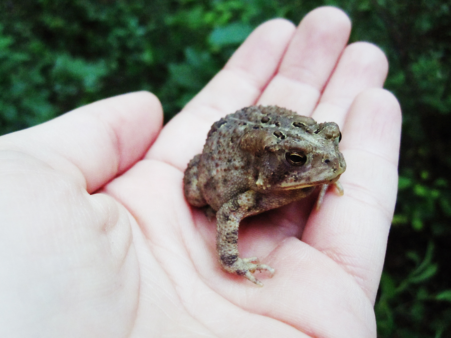 Little Bufo toad 