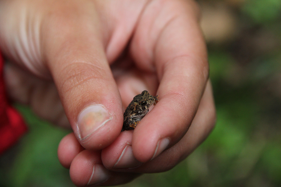 Littler Bufo toad at Chevalier Wood
