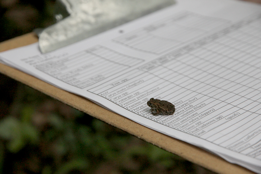Littlest Bufo toad at Chevalier Woods