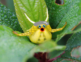 viking horns opera singer spider misumena vatia goldenrod yellow crab