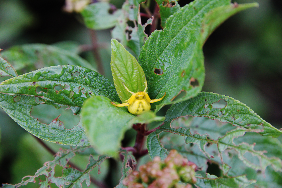 misumena yellow crab spider new jersey tea ceanothus americanus