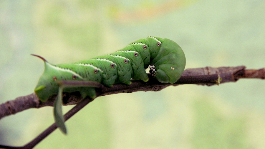 Manduca sexta tobacco hornworm fifth instar 5g five grams 5 on a stick