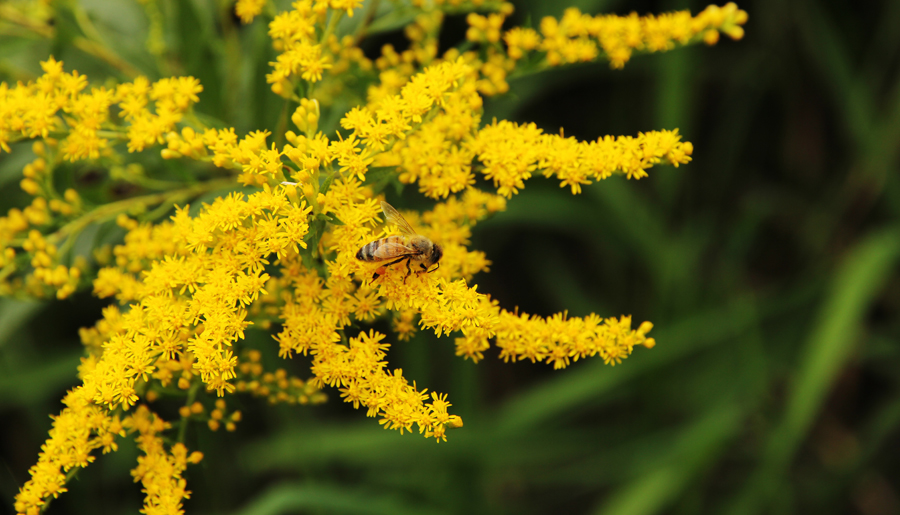 goldenrod solidago bee goldenrod solidago bee