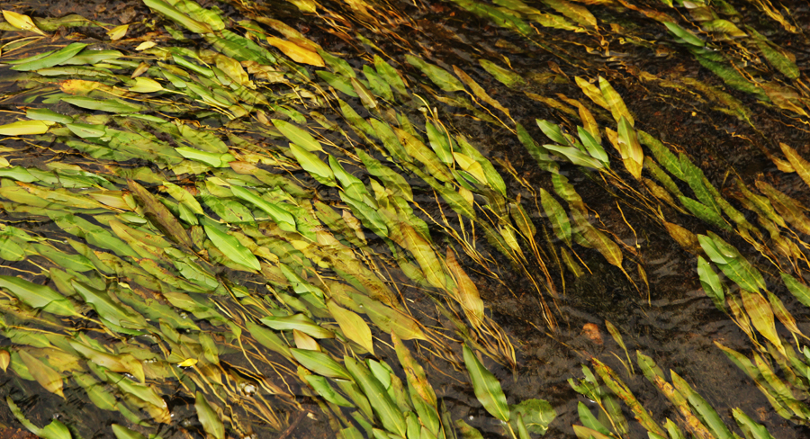 potamogeton potamogeton