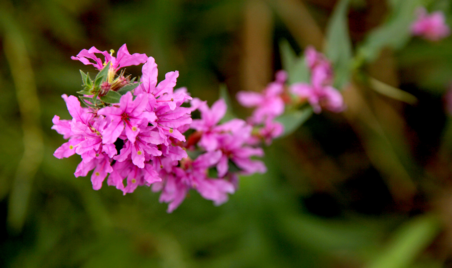 purple loosestrife lythrum salicaria in river stream purple loosestrife lythrum salicaria in river stream