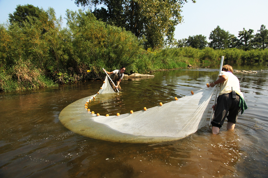 practicing seining net fish river stream practicing seining net fish river stream