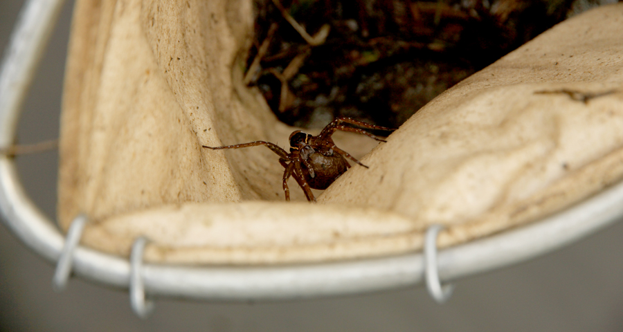spider in net spider in net