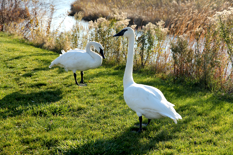 my best swan friends chicago botanic garden