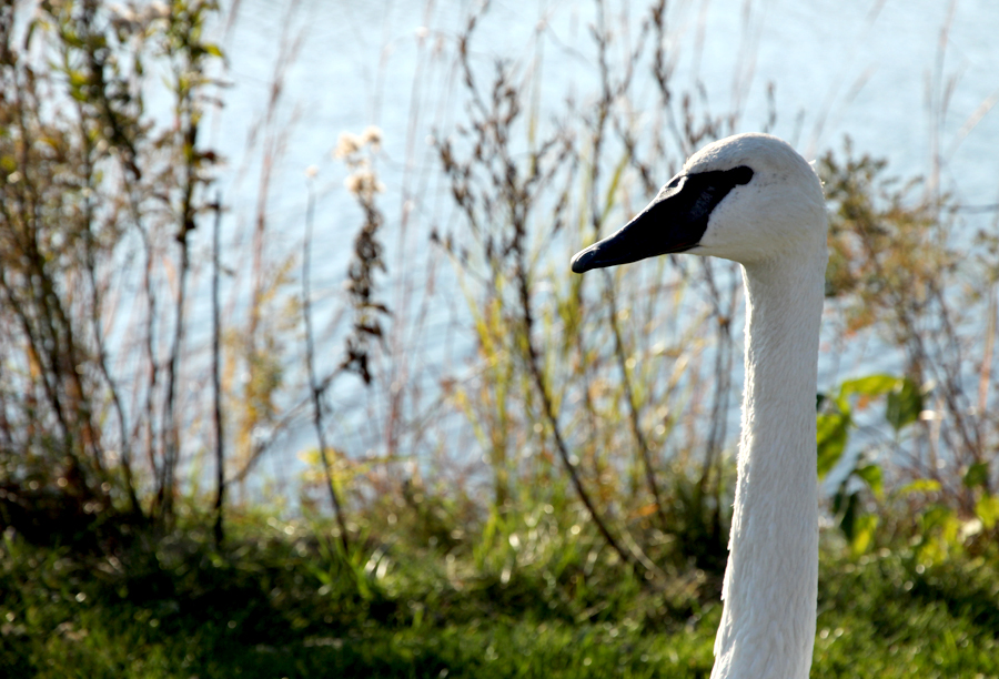 my favorite swan chicago botanic garden