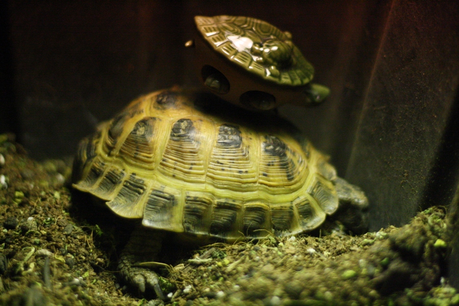 russian tortoise on tortoise action