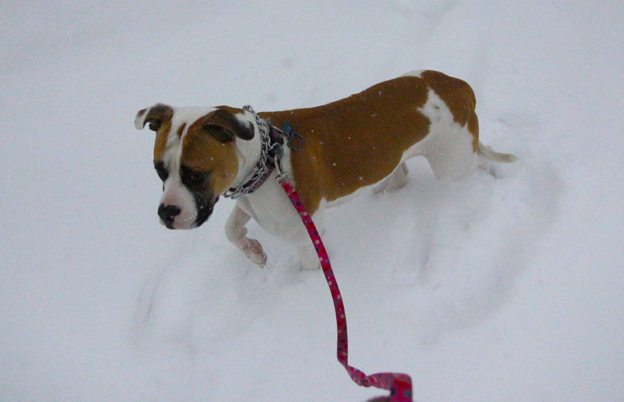 matilda is ready for her walk in the snow matilda is ready for her walk in the snow