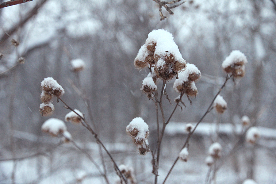 burdock, arctium, in the winter snow burdock arctium